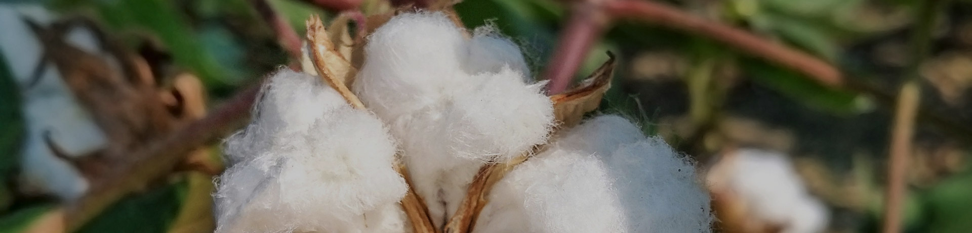 La era del algodón