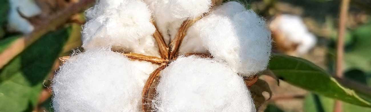 L'âge du cotton